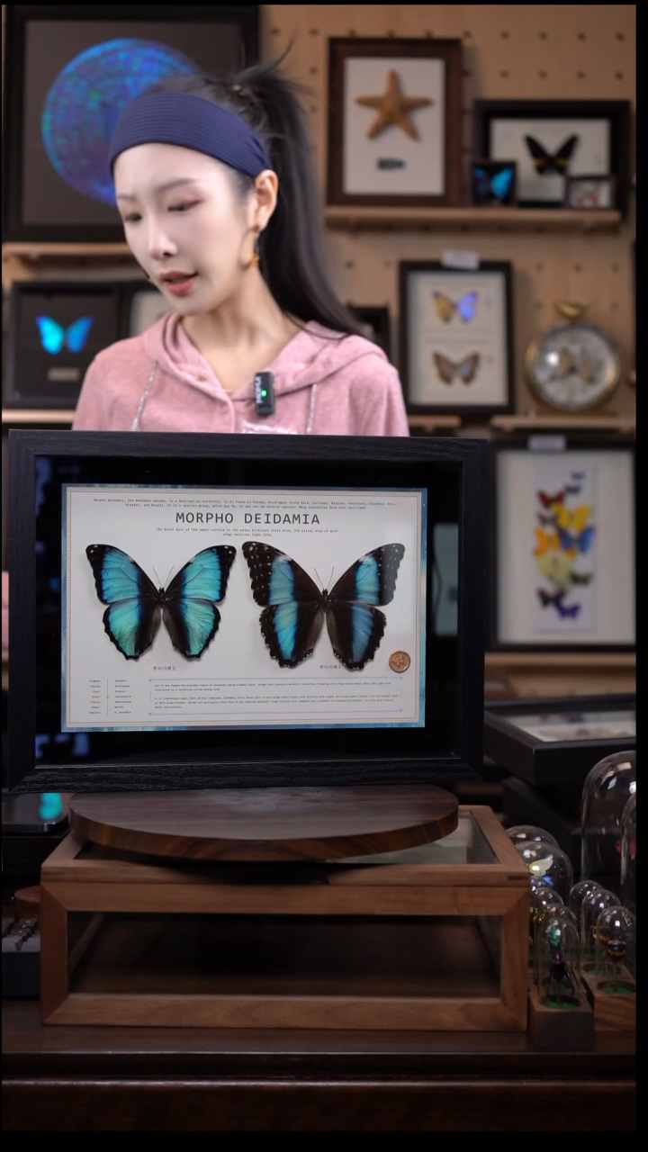 蝴蝶标本摆件竞拍l167