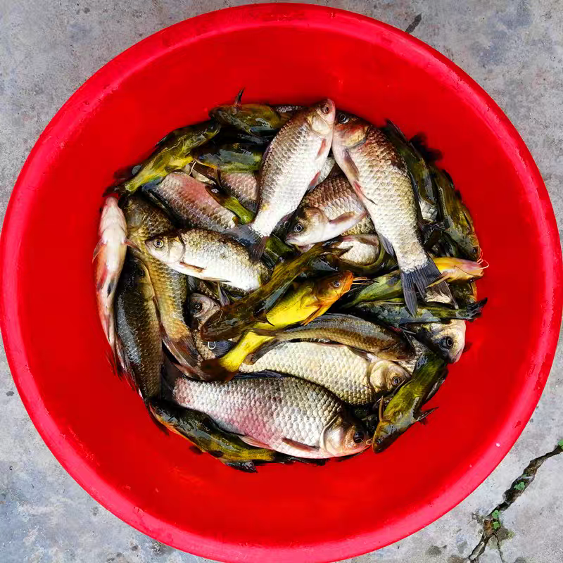 现场称重鲜活鱼去内脏