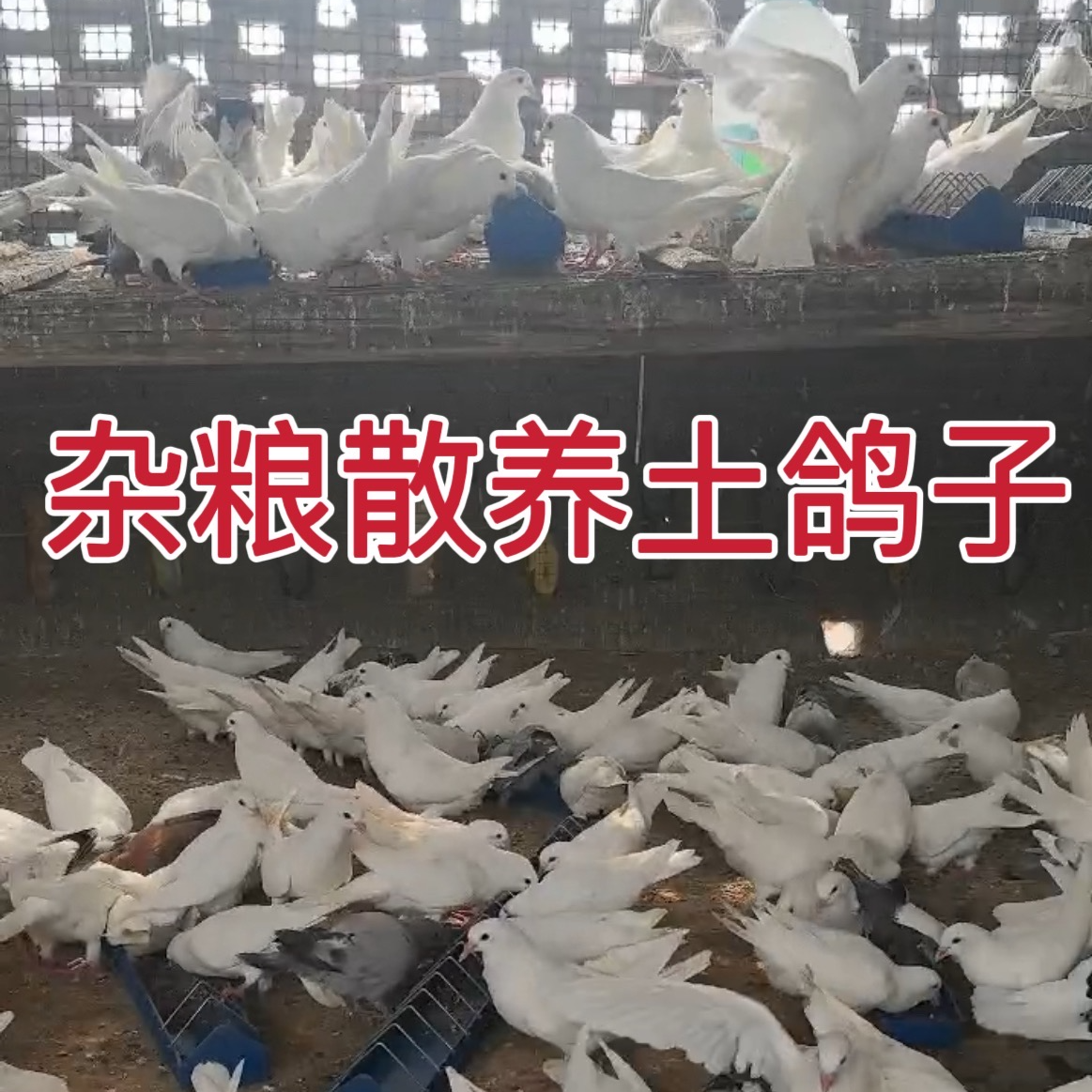 （包路损）自家杂粮散养土鸽子 活得发鸽子肉青年鸽散养放飞鸽子