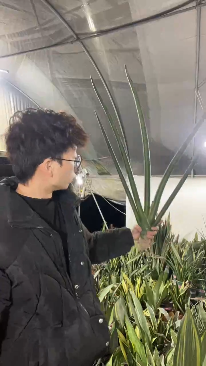 6号神手一物一拍59.8