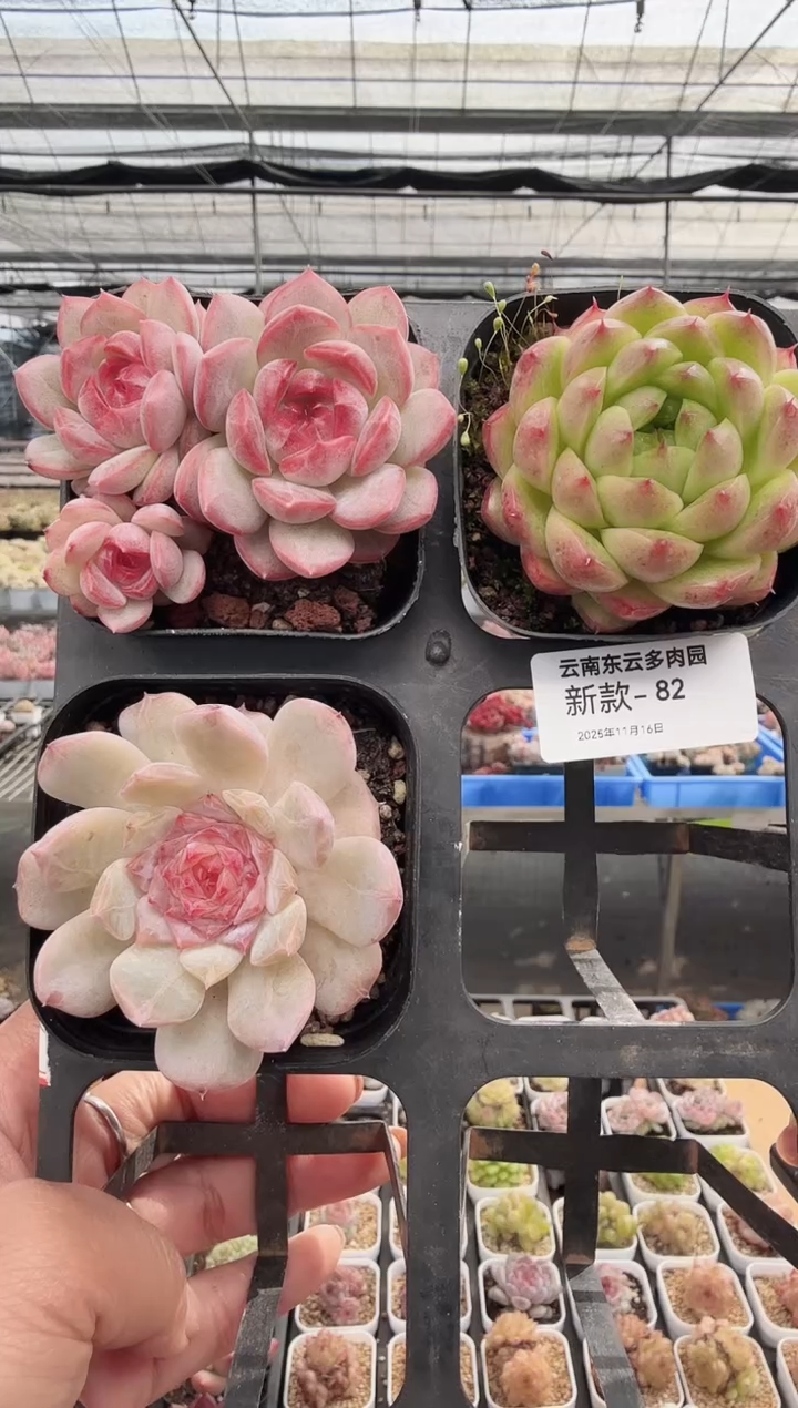 东云多肉园新款-82