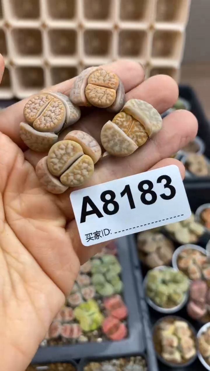 【闪购商品】8183直播一物一拍