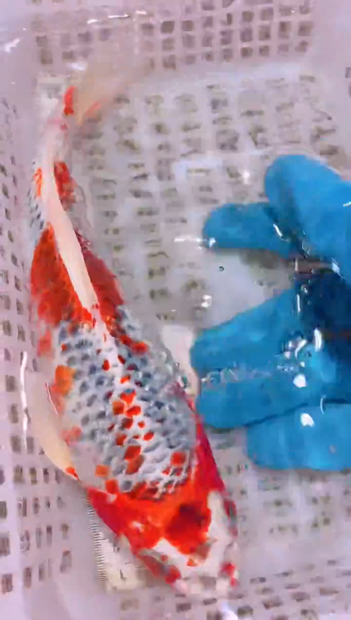 锦鲤冷水观赏鱼全场包邮131