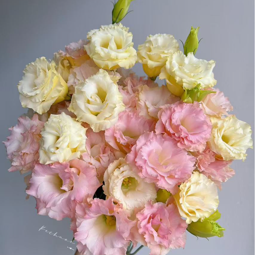 欣然专属『香槟洋桔梗3支』家居养花鲜花批发直播 全场两单顺丰包邮次日达 养护教程联系客服