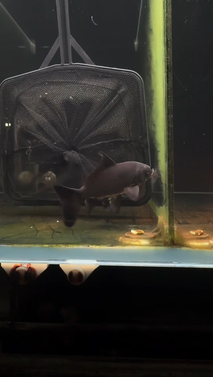 蝴蝶鲤鱼B***d黑蝴蝶鲤