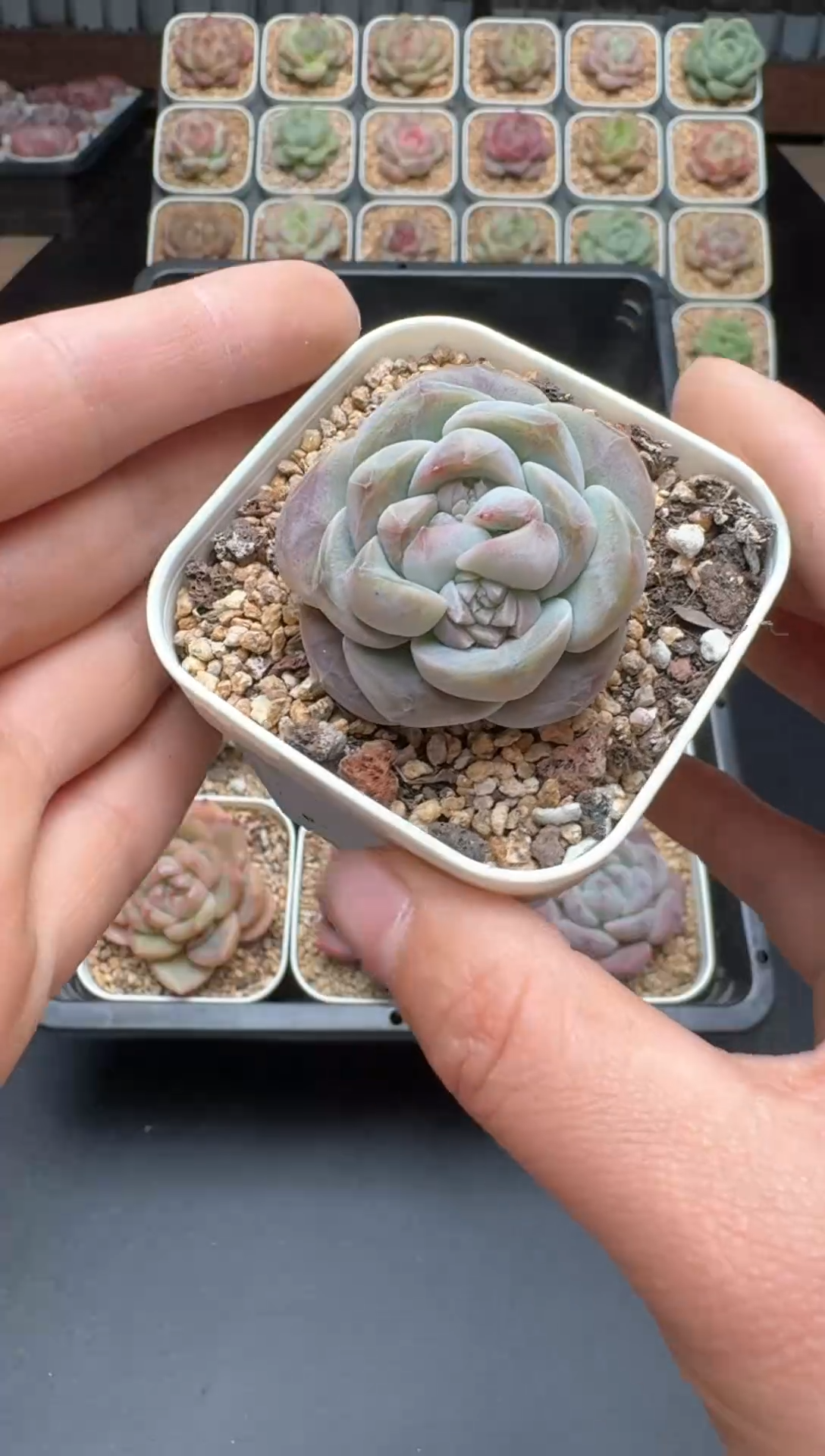 【闪购商品】515号 珍妮杂交多肉 花卉植物