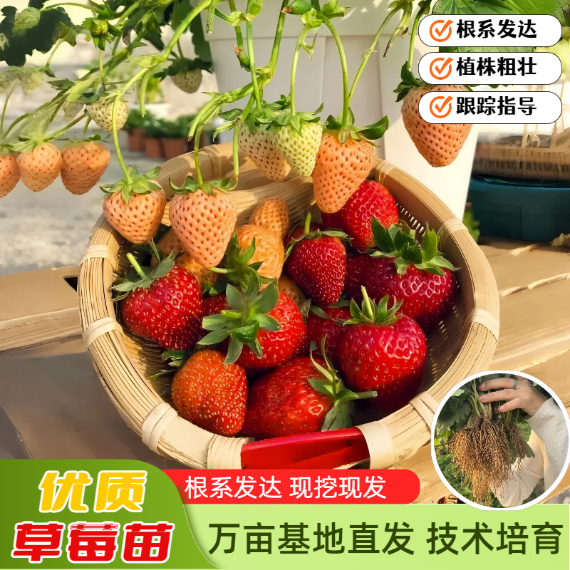 （新苗）四季草莓苗盆栽地载阳台种植红颜奶油草莓秧苗子当年结果
