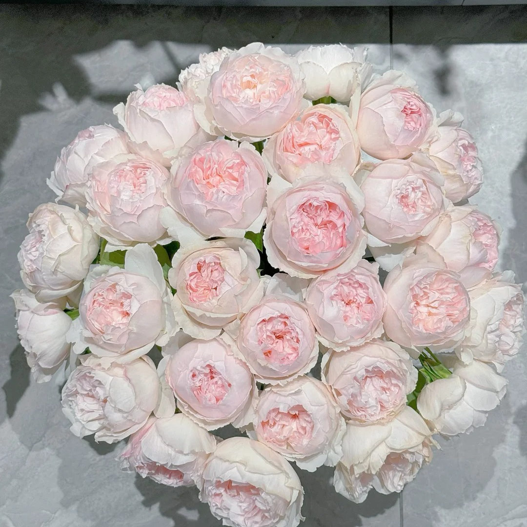 可爱瓷【高级稀有单头】不耐运输，请凑单升级快递保护花花