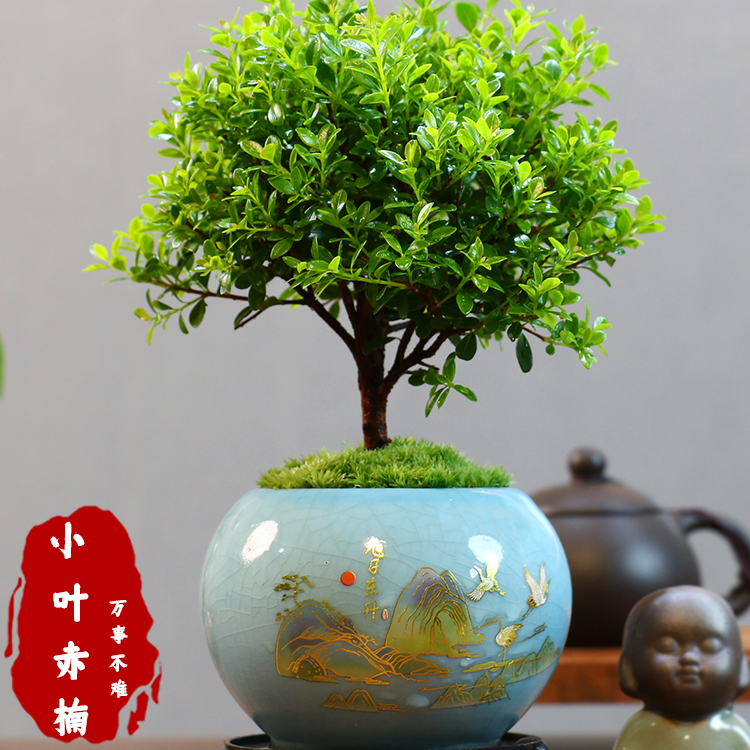 小叶赤楠老桩盆景苗植物盆栽花卉微景观水培办公室内好养四季常青