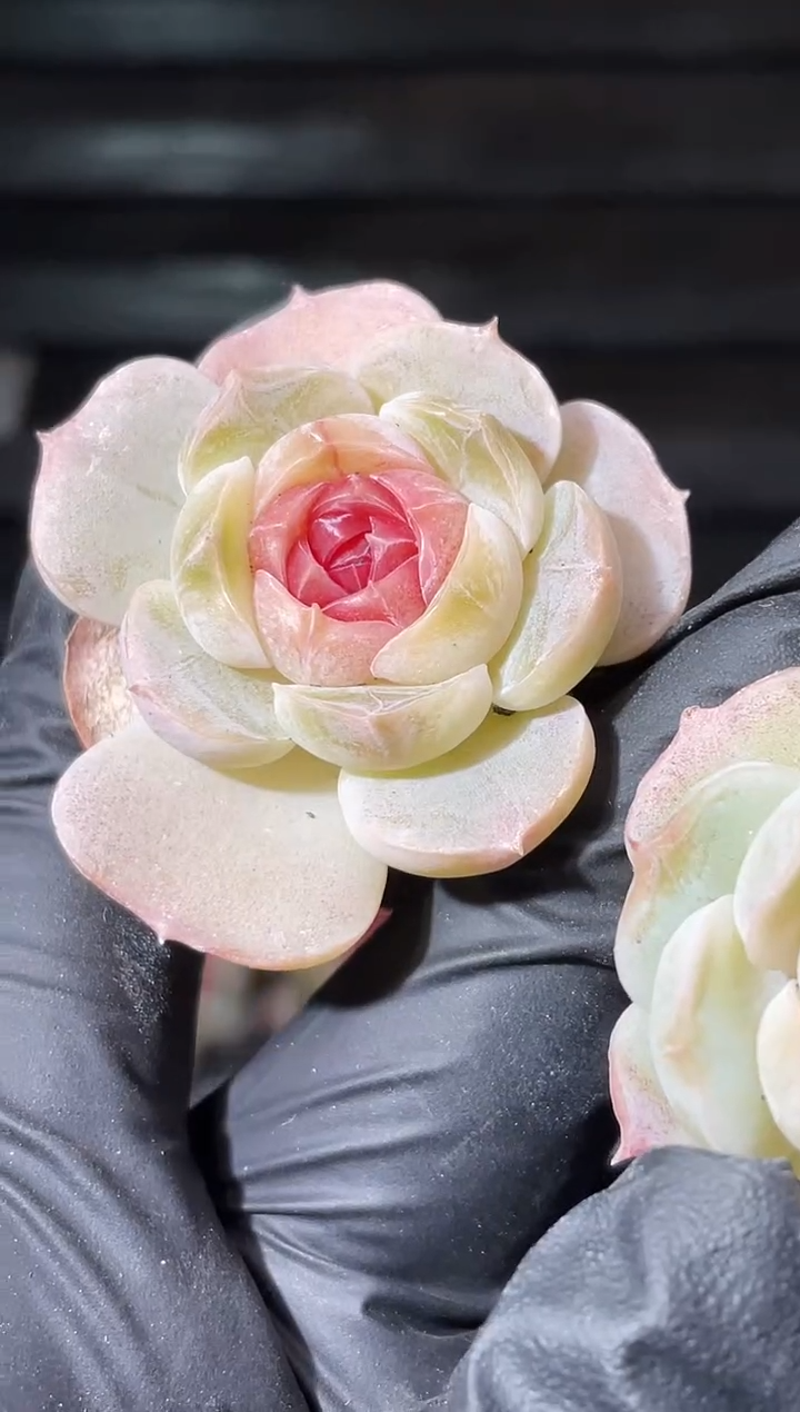 24-2周郎2-3厘米量拍发一颗