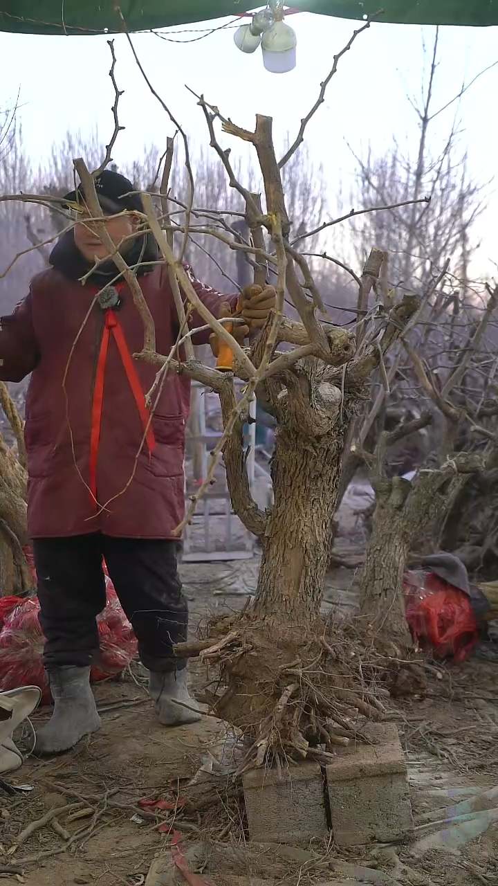 完全开放1231枣树