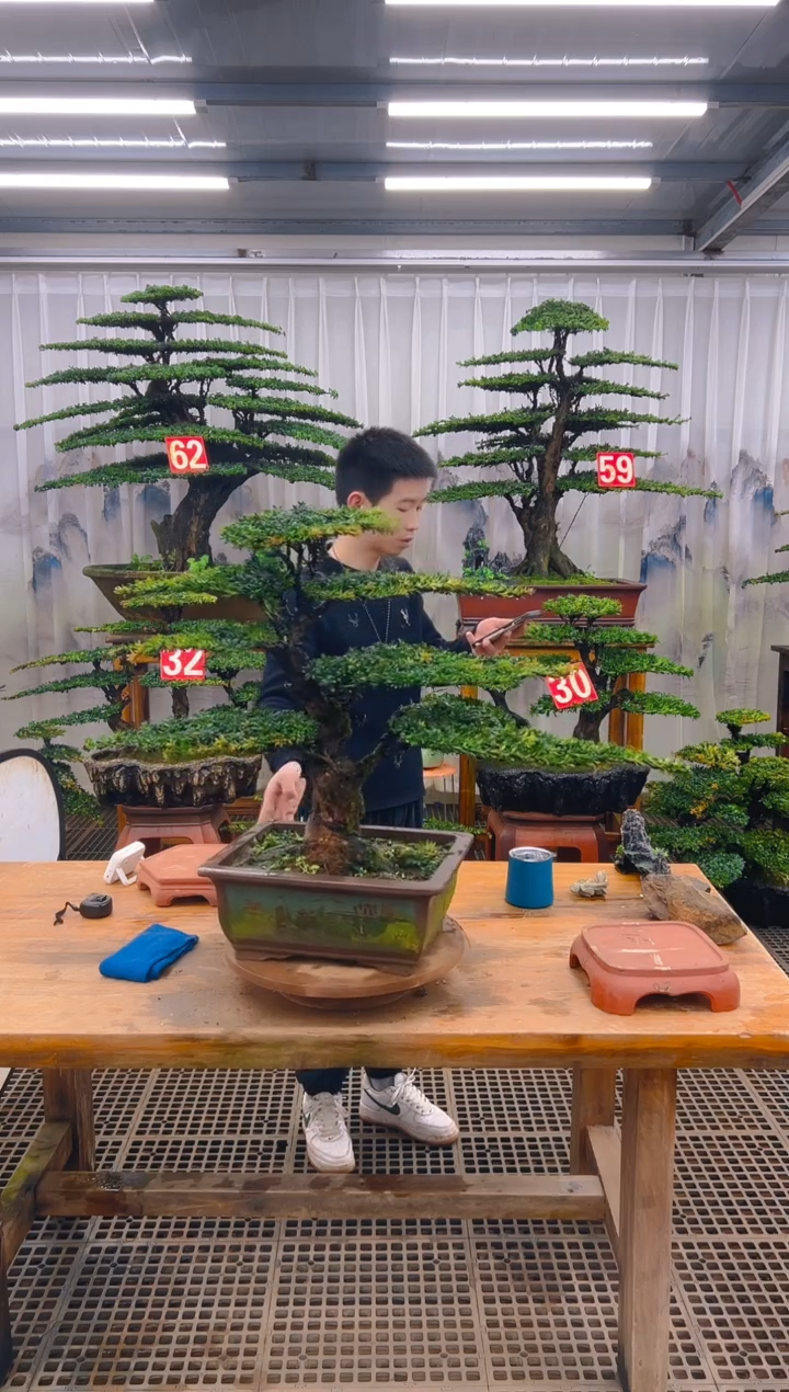 无花朵精品盆景直播间一物一 拍