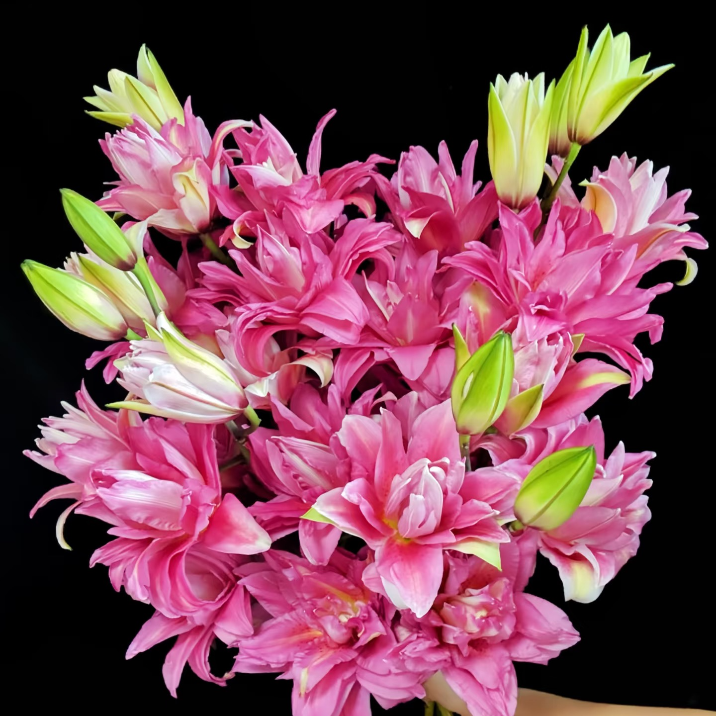 养种大球【宝莲灯】25周长大花浓香重瓣耐寒耐热百合种球盆栽地栽