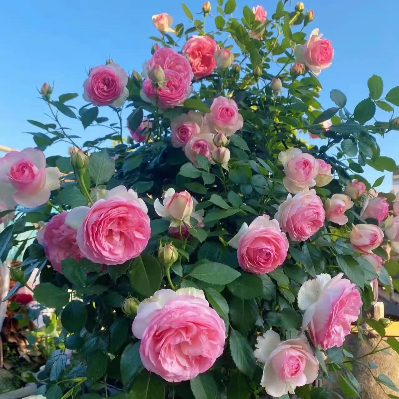 粉色龙沙宝石/粉龙 爬墙藤本月季爆花大花抗病庭院阳台绿植盆栽