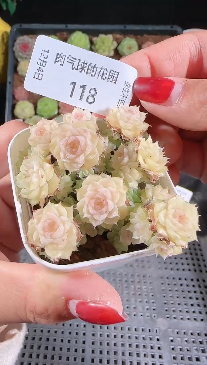 1204-118多肉群生不包整