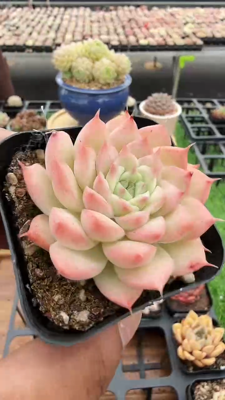 东云多肉园二店-182