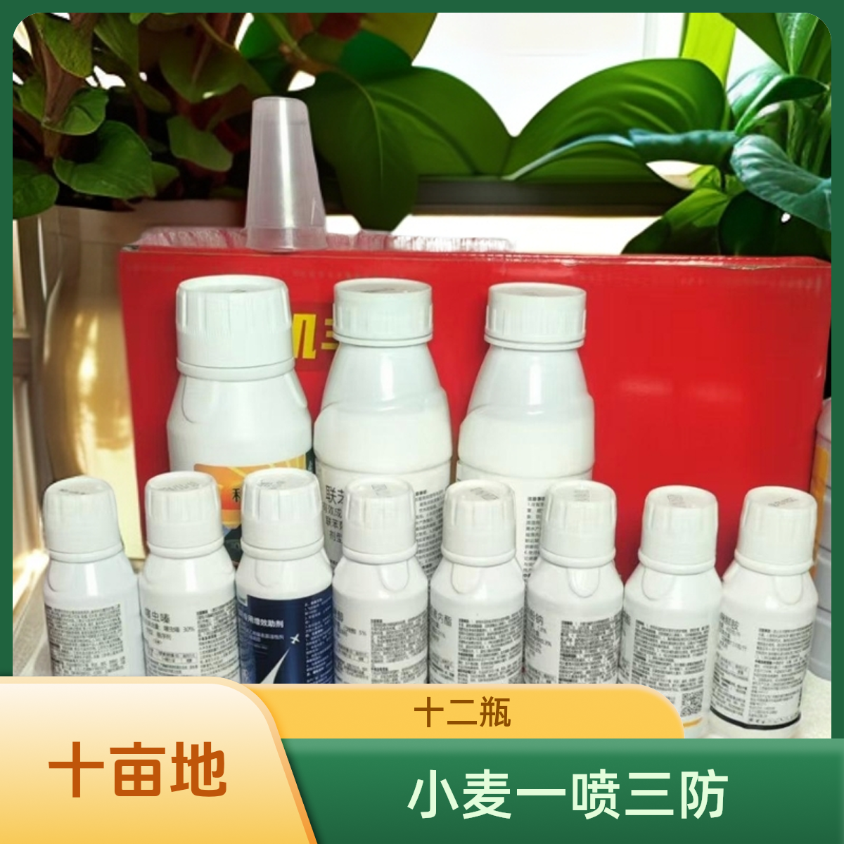 小麦十亩地十二瓶返青期一喷三防水溶肥