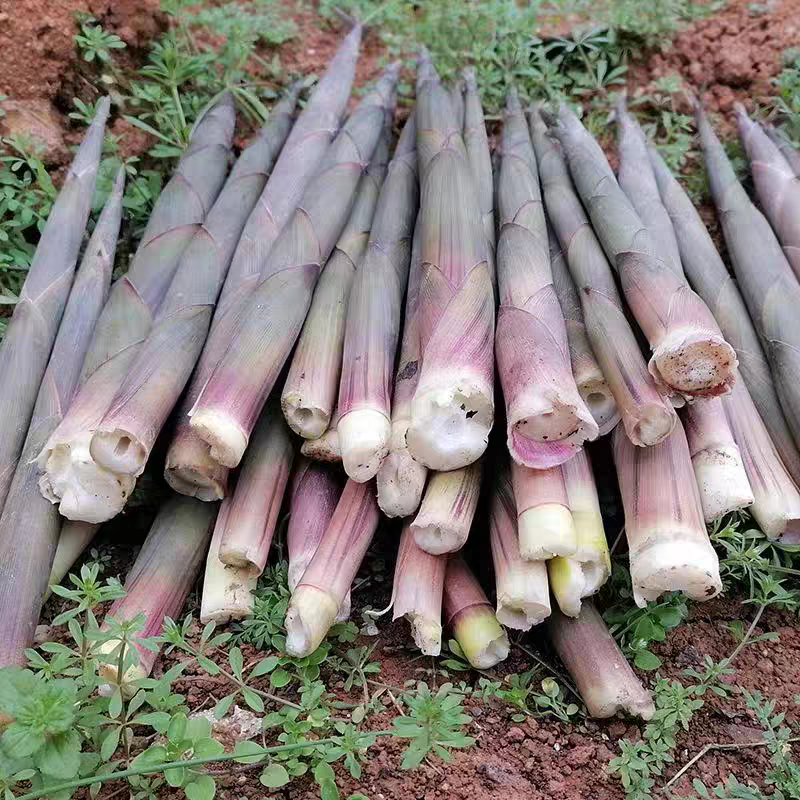 小圆竹竹笋现拔现发