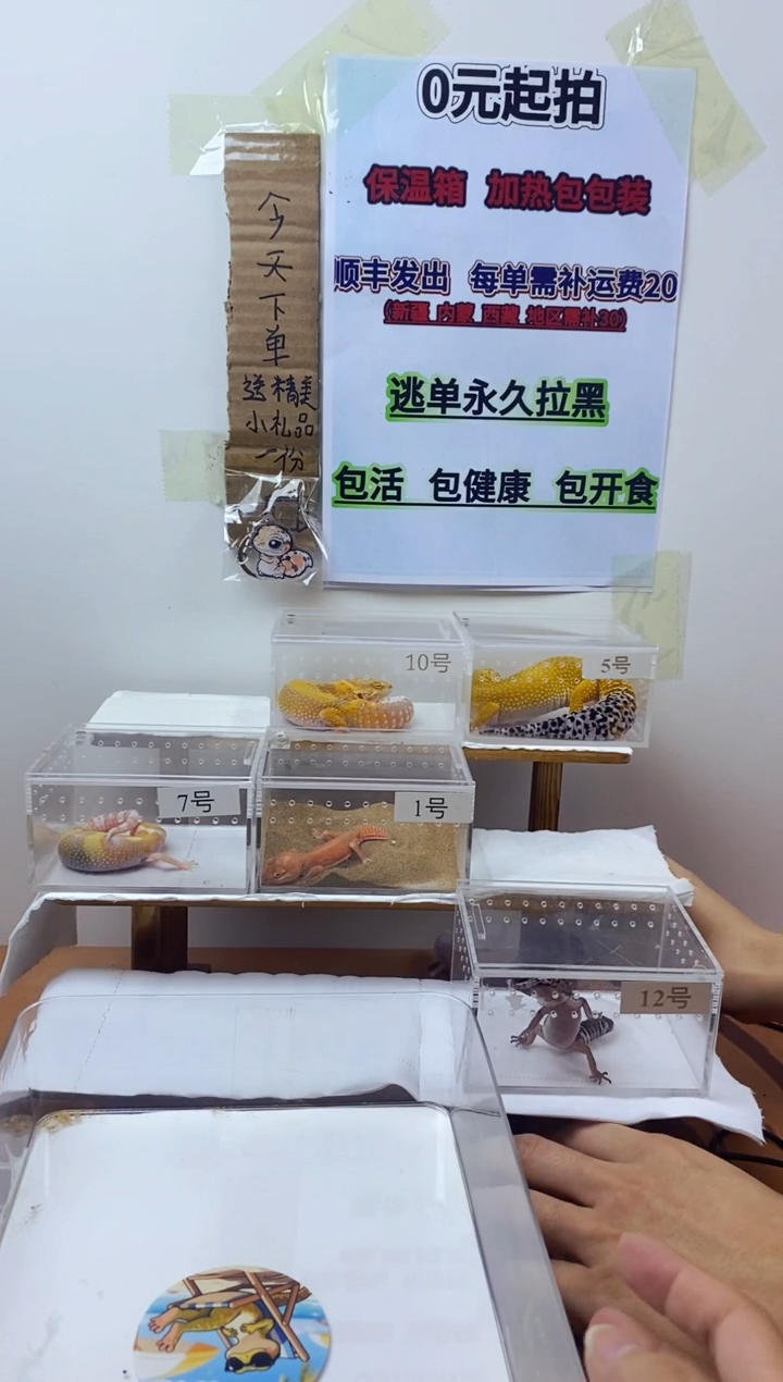 豹纹守宫豹纹守宫幼苗亚成体成体