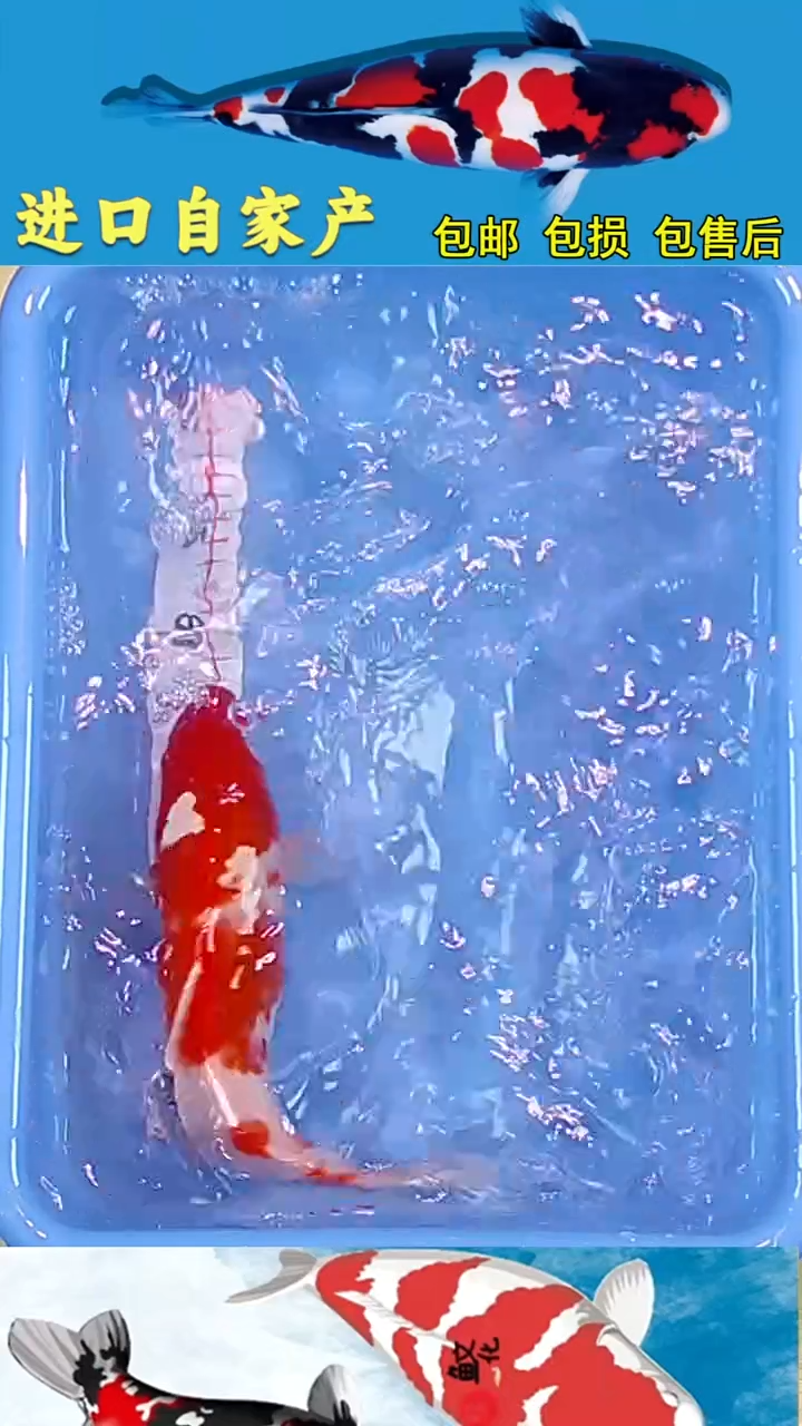 锦鲤悦鲤阁2025/12/26--57