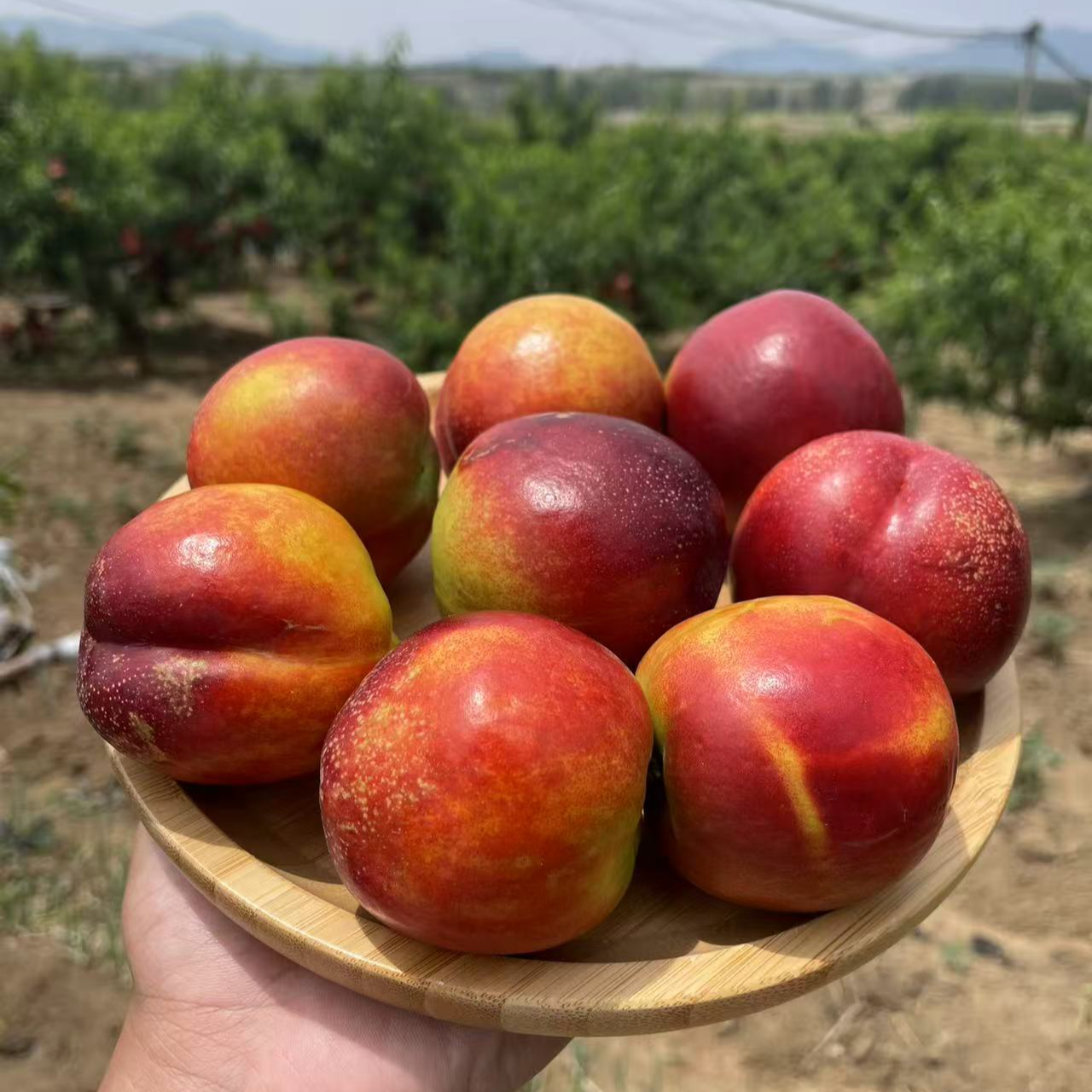 【现摘现发】沂蒙山麻点油桃新鲜水果当季现摘油桃产地直发放软更好吃3斤装5斤装当季新鲜水果桃子山东省