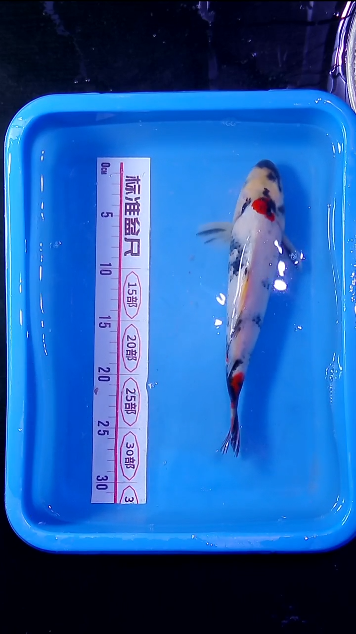 锦鲤直播间菁选 对版发货 19号