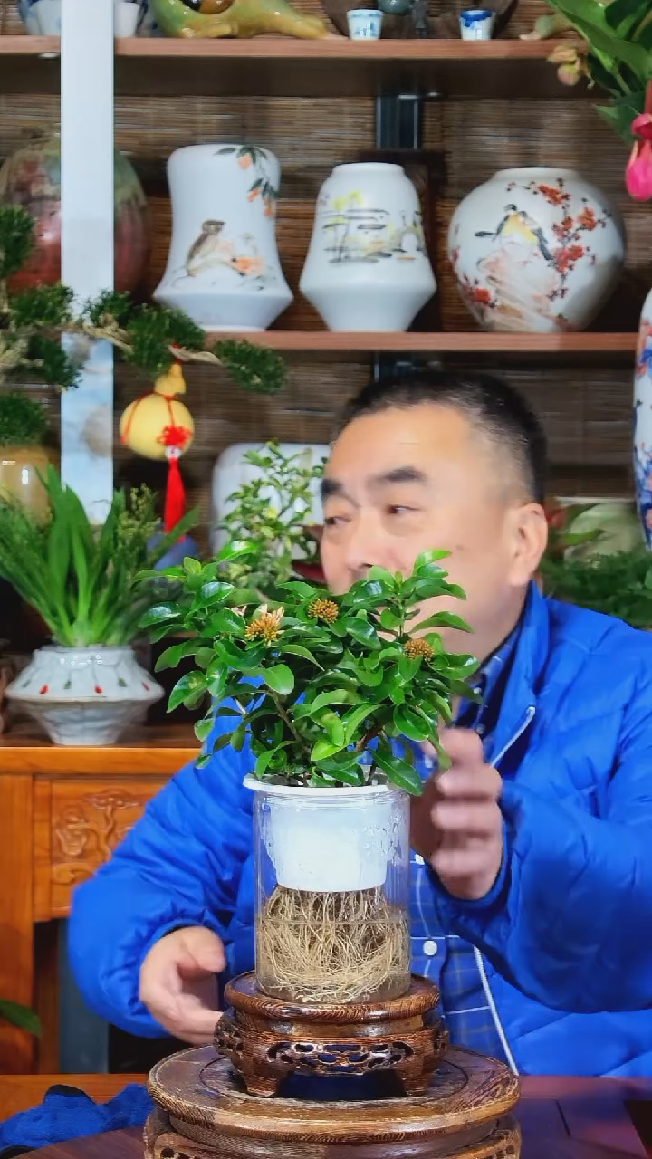 全部花苞桃***开水之韵水培龙船花