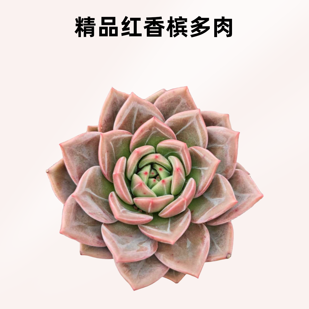 精品红香槟   11多肉