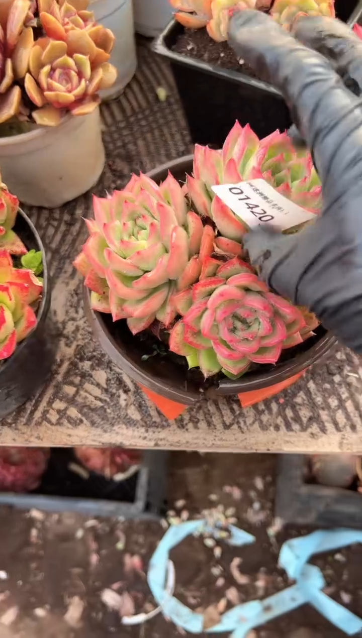 现***风多肉植物一物一拍01420