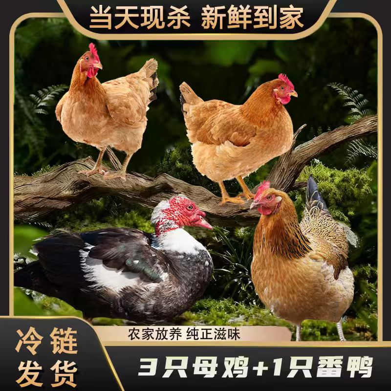  【小戴家】3只黄油老母鸡+赠1只番鸭 共4只总净重10-11斤试吃一只