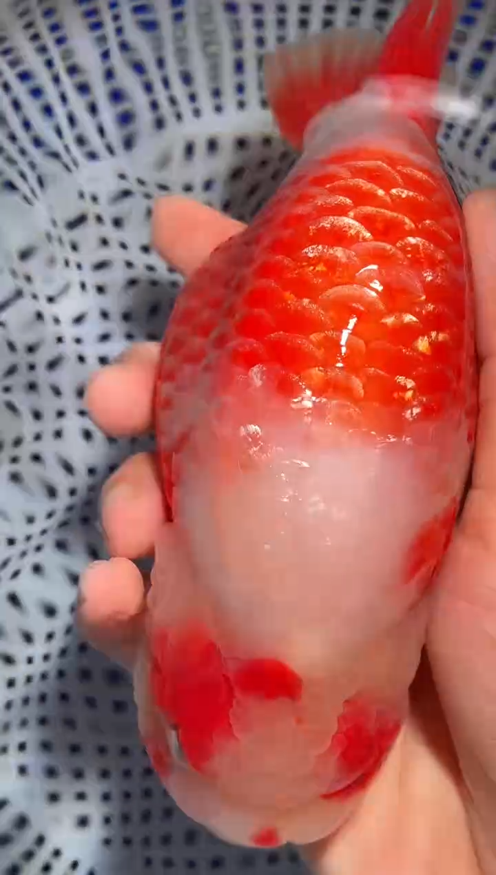 金鱼（运费自理，马印灯照射）福州追鱼兰寿金鱼