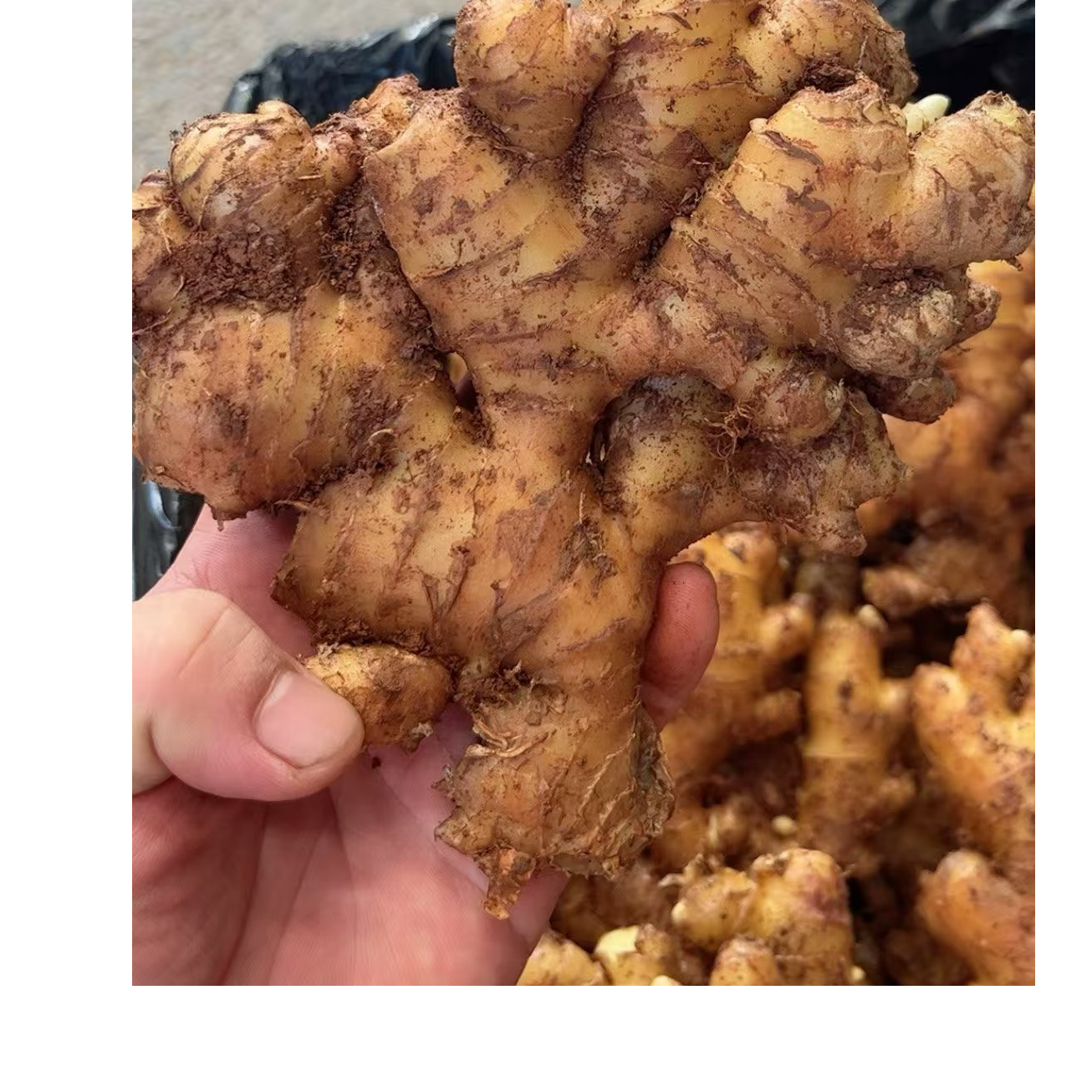 【小贤】小黄姜-农家代收