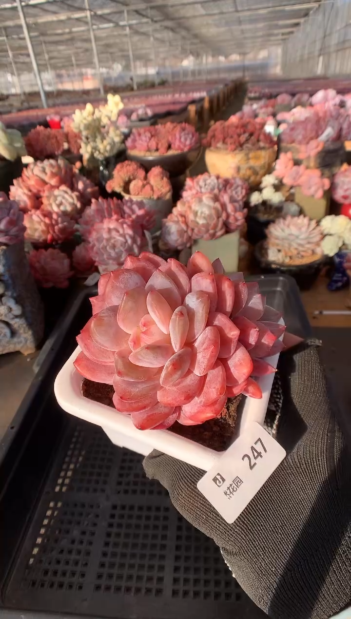 247雪天使一物一拍888