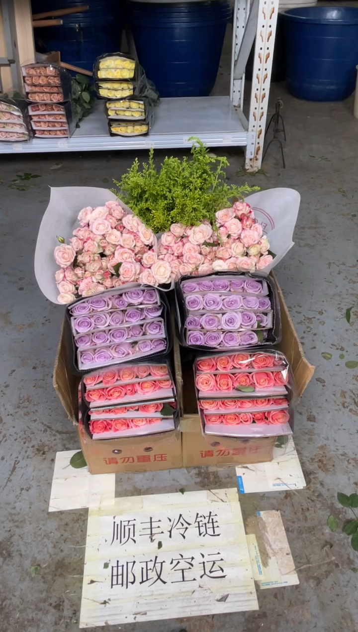 朱小姐20枝+海洋之歌20枝+折射10枝+黄莺