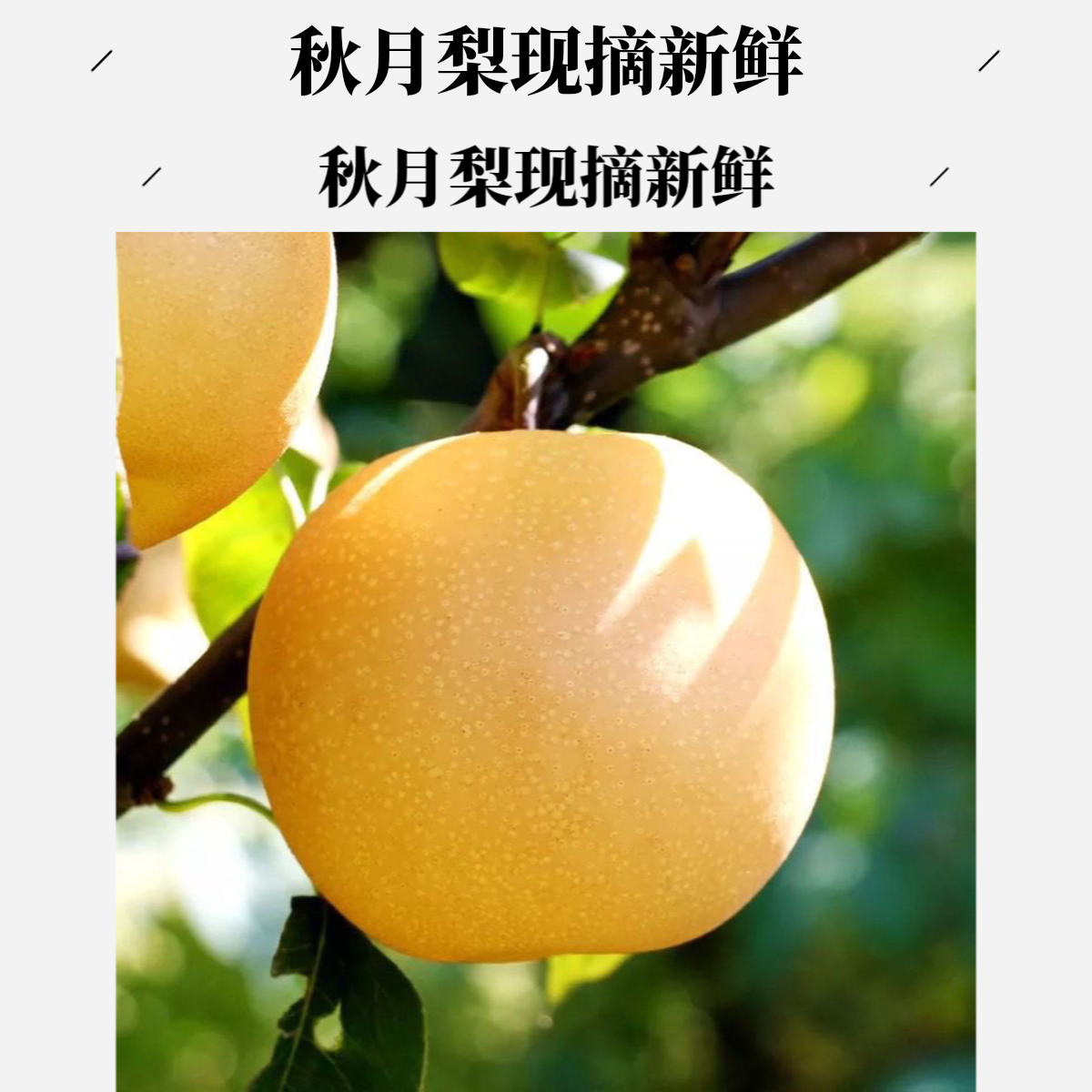 正宗秋月梨现摘现发脆甜多汁当季新鲜水果鸭梨梨秋月梨山东省