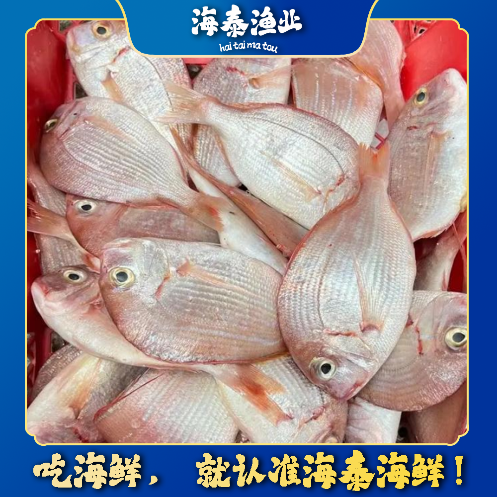 【红立鱼】海泰码头 自家渔船 深海捕捞 鲜活速冻 锁鲜冷链到家