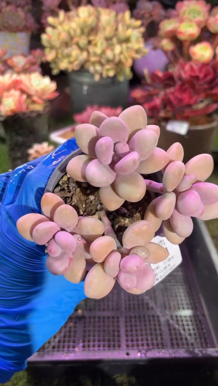 【闪购商品】01621