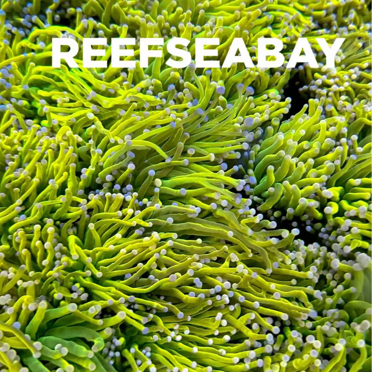 瑞斯贝海缸活体珊瑚直播间一物一拍