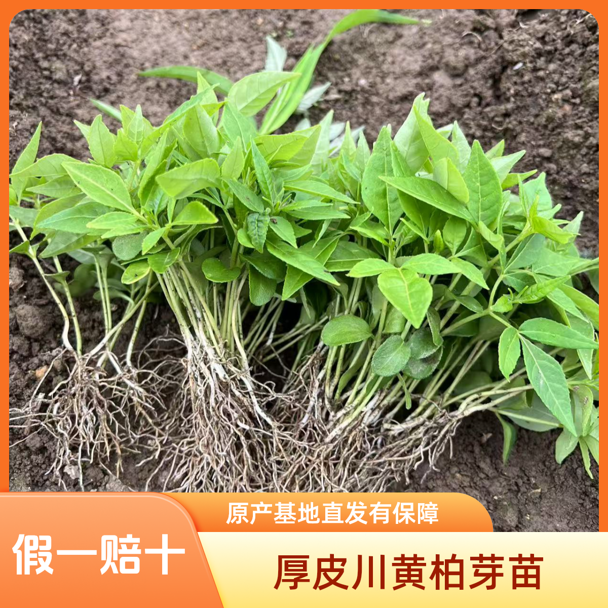 基地自产正宗黄柏芽苗成活率高厚皮川黄柏苗芽苗