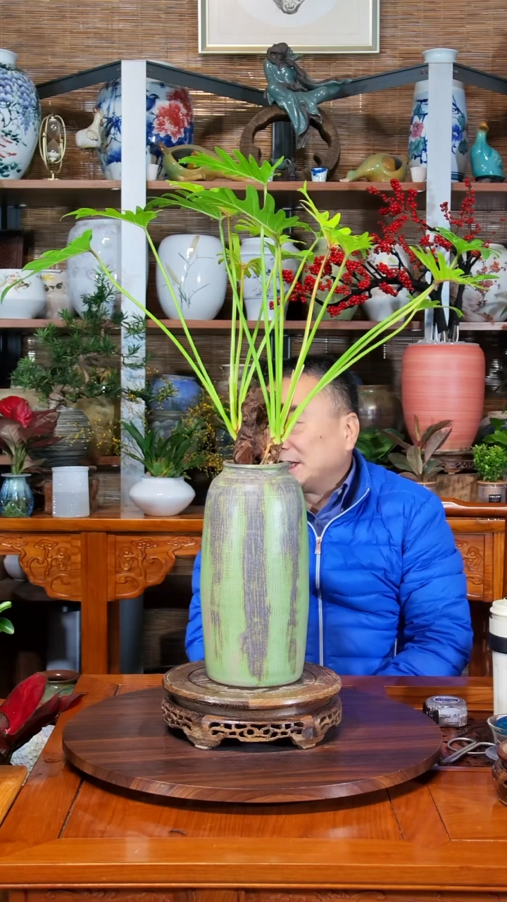 无花朵紫****号水之韵水培黄金小天使