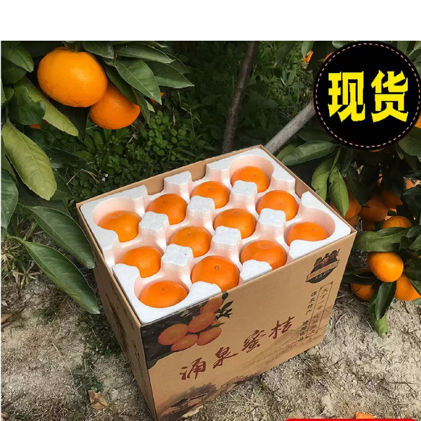 现摘正宗涌泉蜜桔早熟宫川蜜柑橘新鲜应季水果香甜多汁产地直发