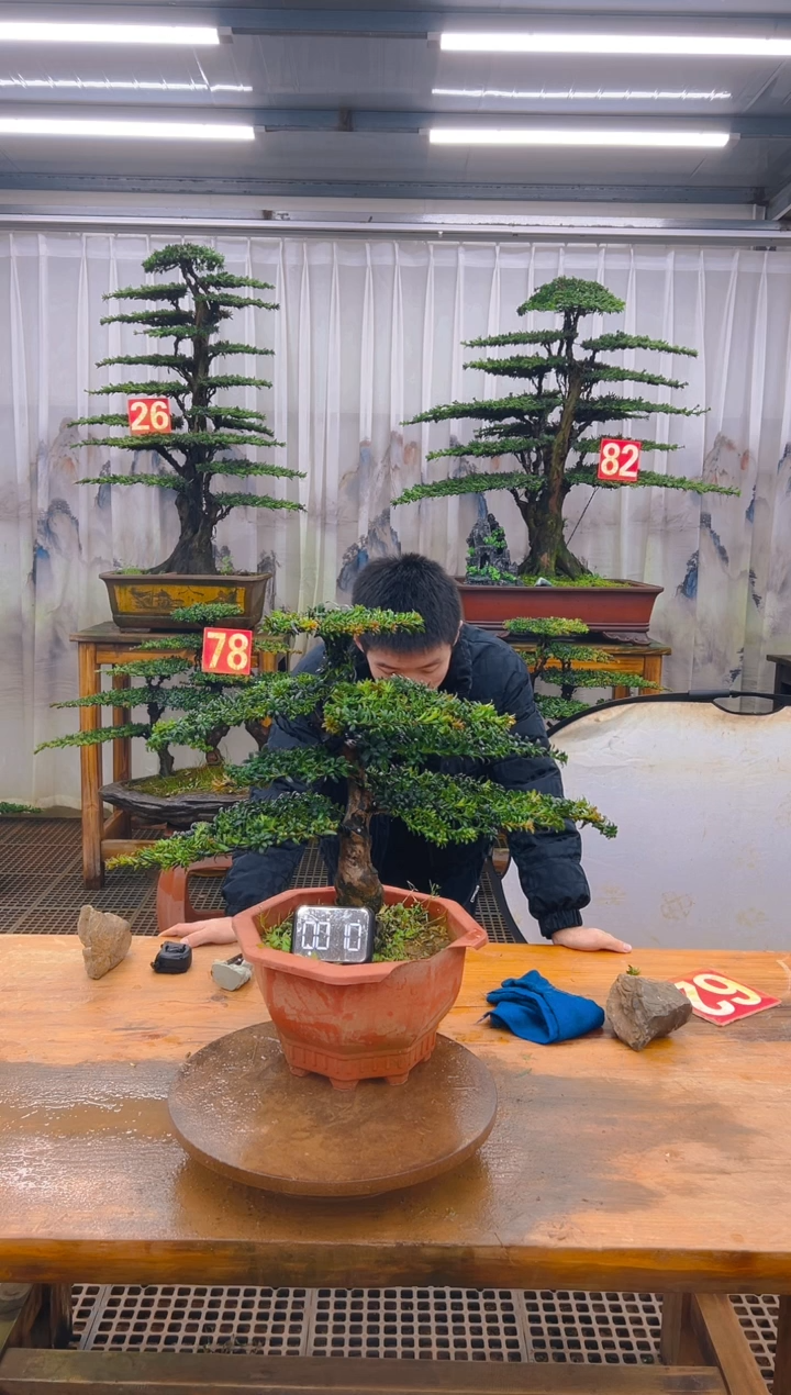无花朵精品盆景直播间一物一拍