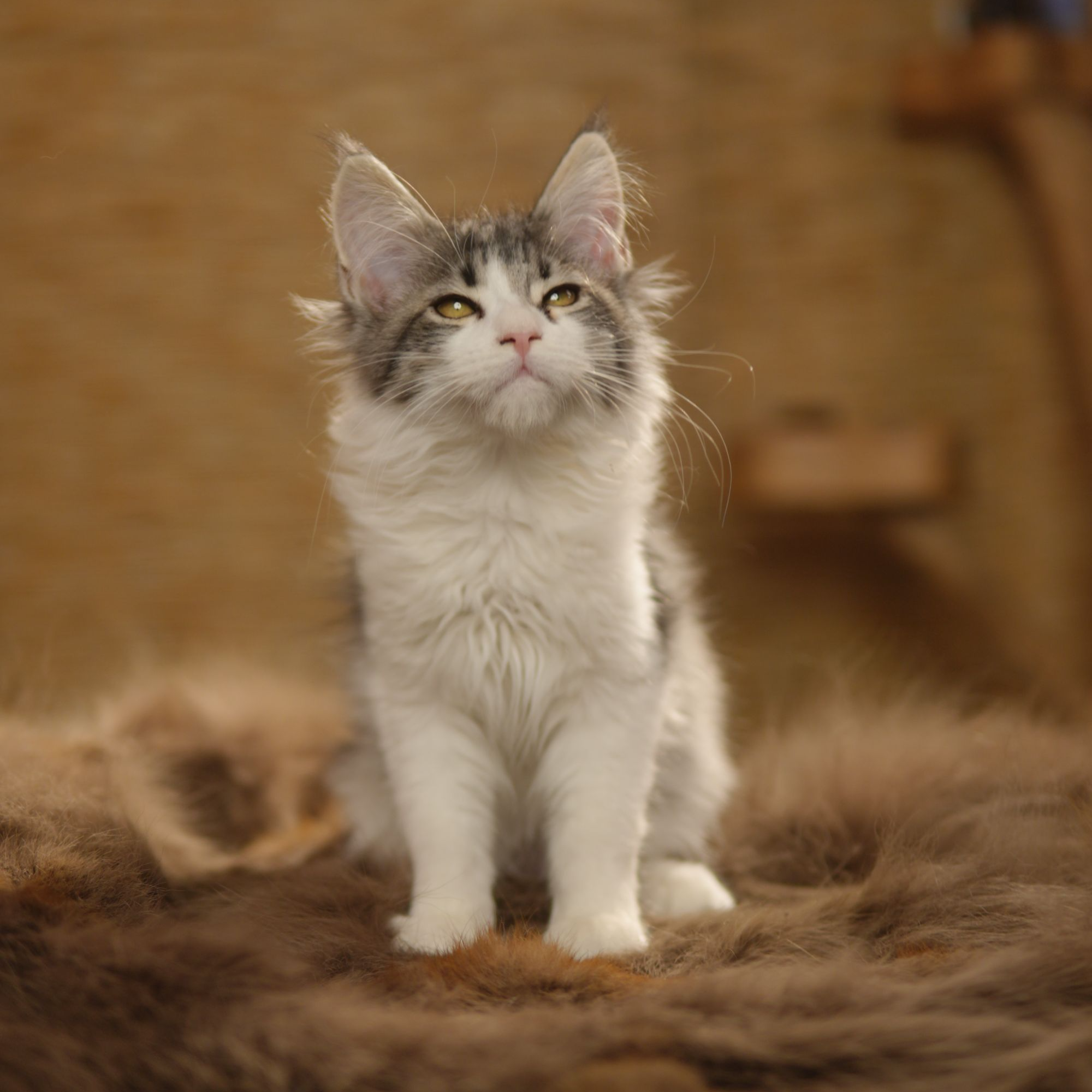 缅因猫活体开脸弟弟
