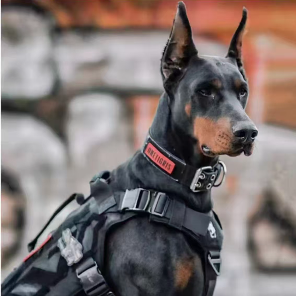 老翟 163 李恒 杜宾犬家养护卫犬活体链接