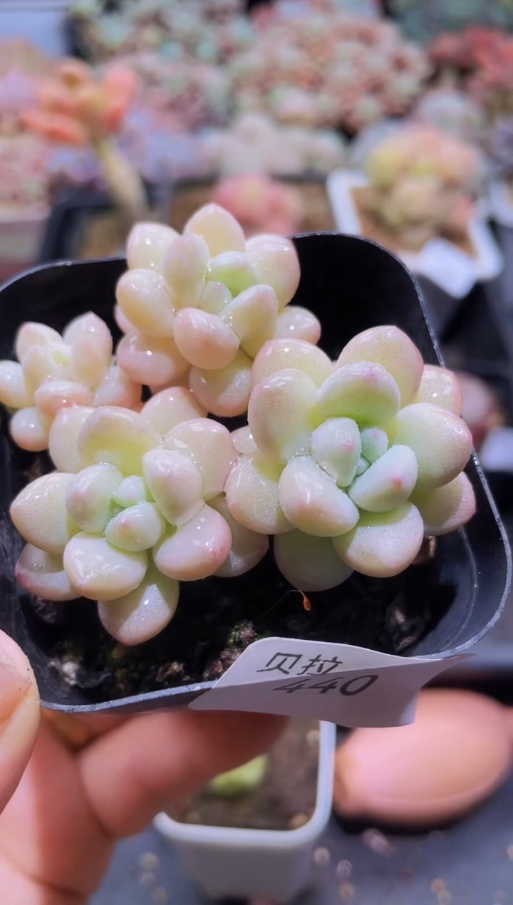 【闪购商品】440泡泡糖