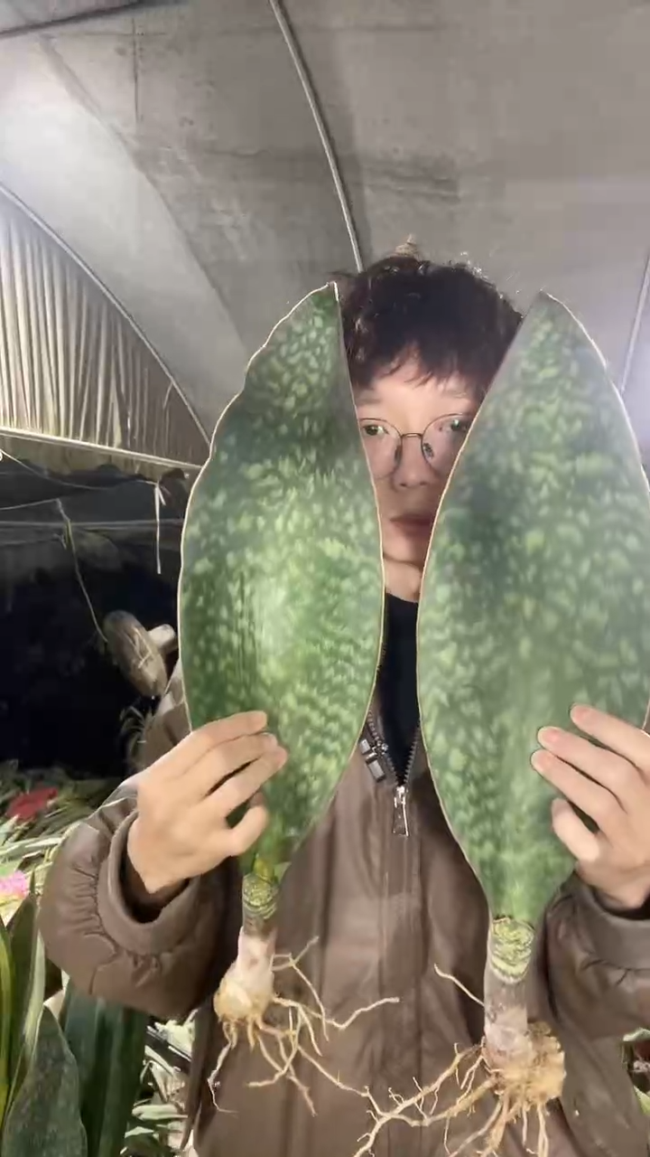 40cm翡翠宝镜单叶裸根2棵23.8