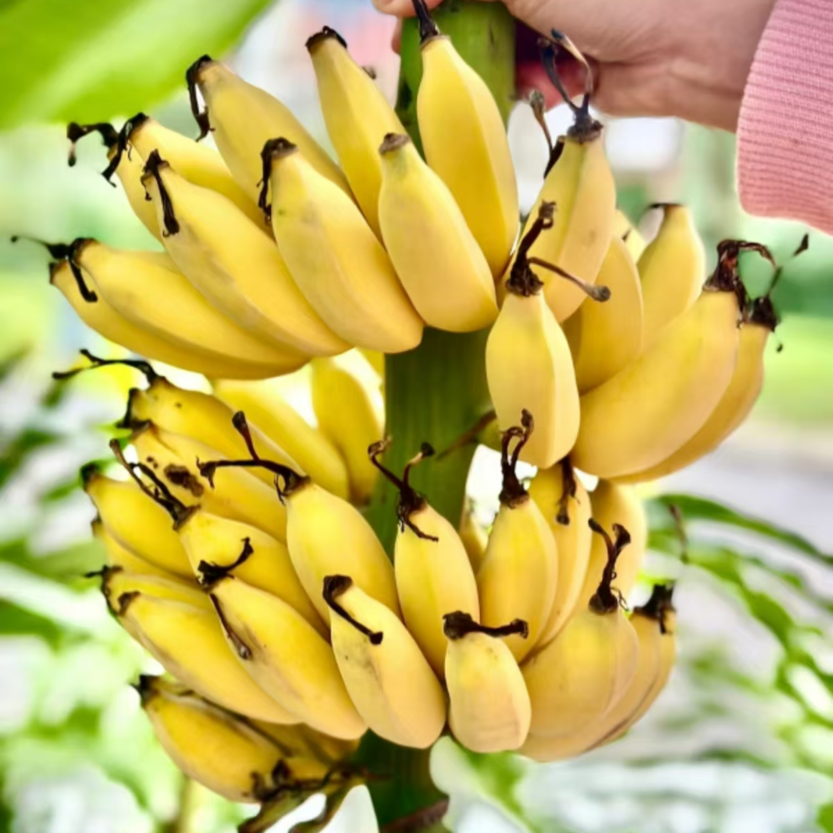 【果农直发】海南新鲜芭蕉当季水果！软糯香甜！