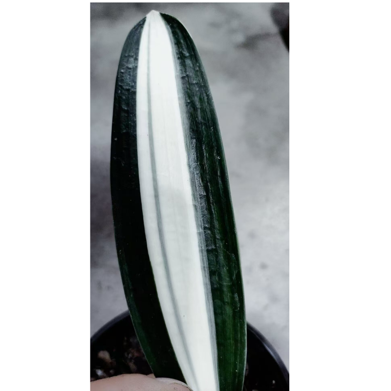 直播砖拍彩兰短叶鸳鸯出门白花卉植物盆栽观赏兰花