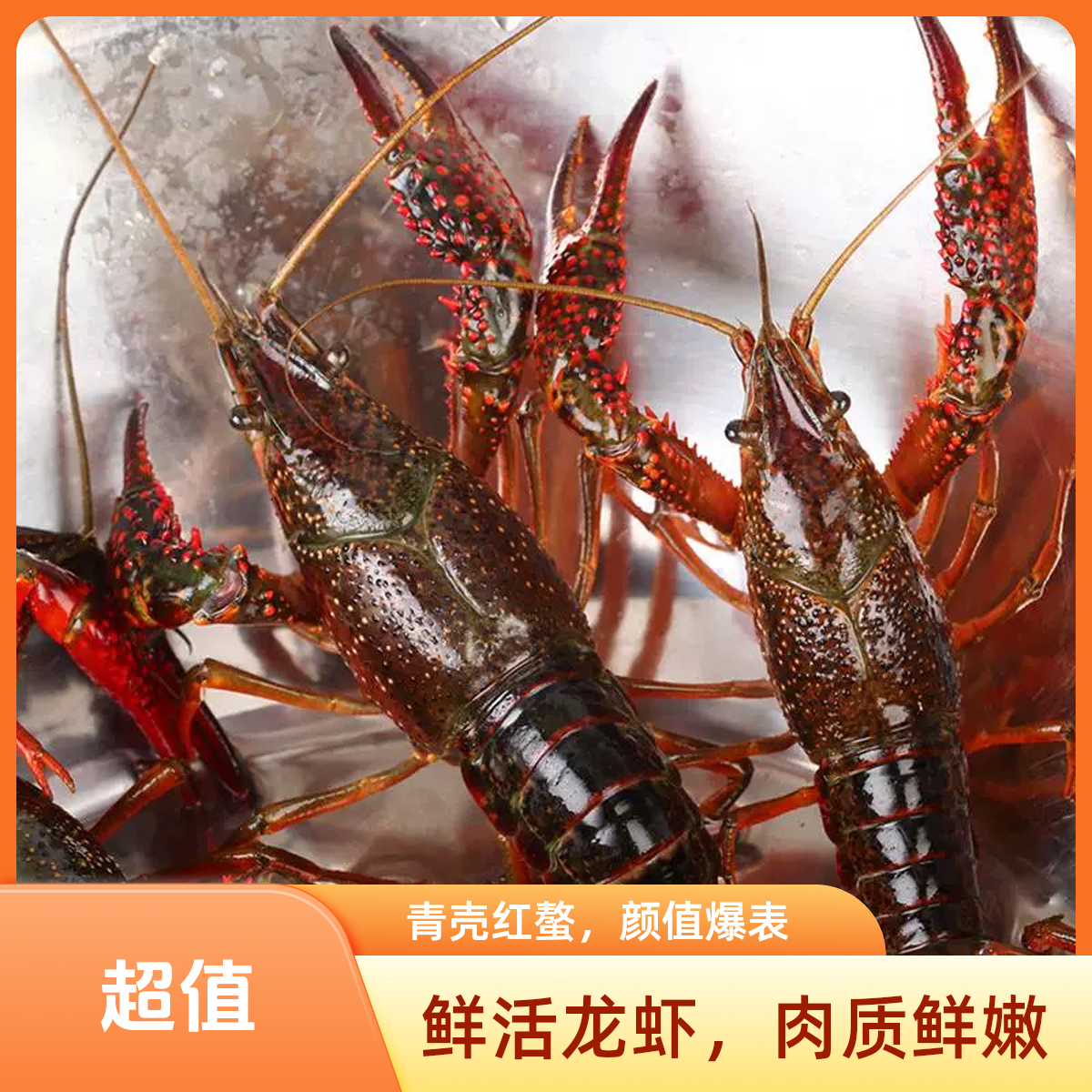 鲜活清水小龙虾500g（到货包活）小龙虾鲜活小龙虾同城