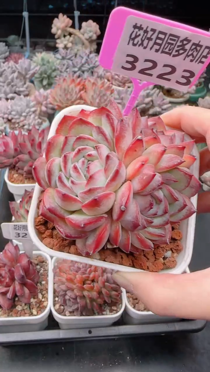 【闪购商品】3223草莓杏仁